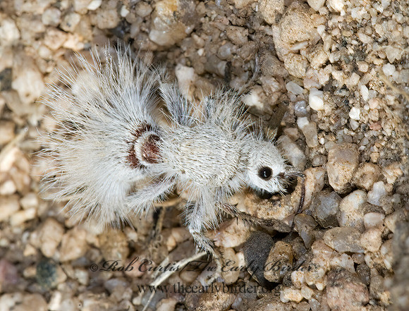 Dasymutilla gloriosa 7007329z
