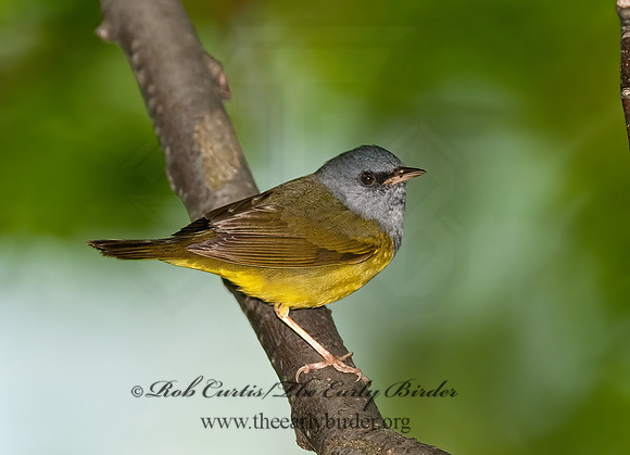 Geothlypis philadelphia  MOURNING WARBLER 8025729z