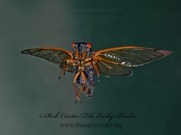 Magicicada cassinii CASSINI'S 17-YEAR CICADA 9089109z