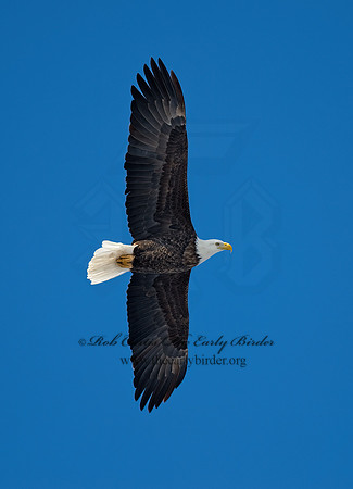 Haliaeetus leucocephalus  BALD EAGLE 8000227z