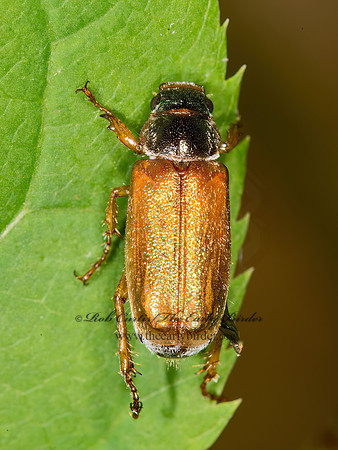 Dichelonyx  MACRODACTYLINI SCARAB BEETLE 9031709z