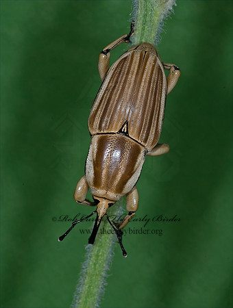 Sphenophorus aequalis 6014061z