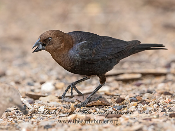Molothrus ater  BROWN-HEADED COWBIRD 3032612z