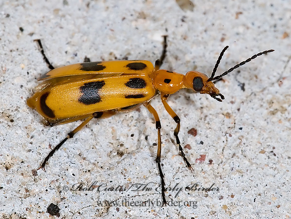 Pyrota fasciata 6024362z
