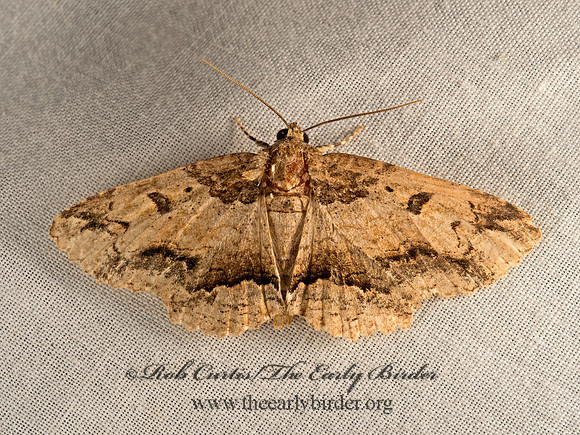 Zale galbanata  MAPLE ZALE MOTH 9050000z