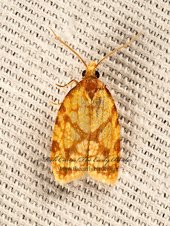 Sparganothis sulfureana  SPARGANOTHIS FRUITWORM 9051346z