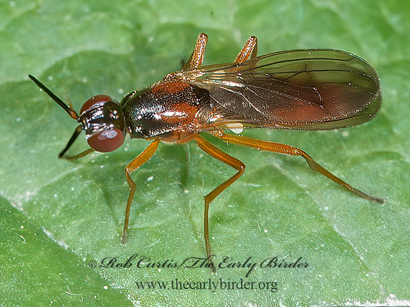Loxocera cylindrica  RUST FLY 8034955z