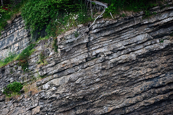 Forillon NP  TILTED ROCK STRATA 8034807z