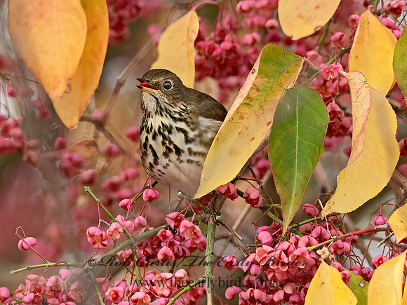 Catharus guttatus  HERMIT THRUSH 3027517z