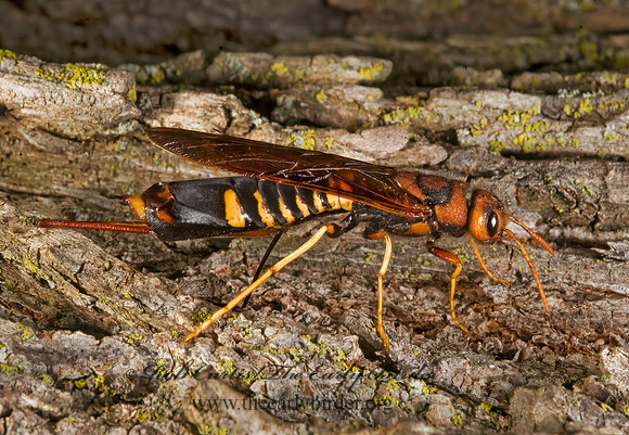 Tremex columba 8007397z