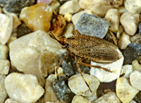 Scolops sulcipes 1284411 z