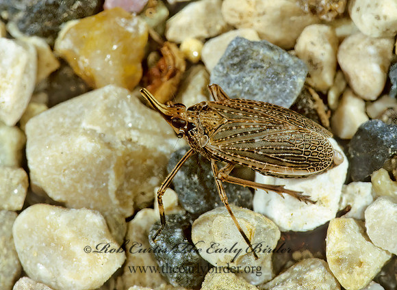 Scolops sulcipes 1284411 z