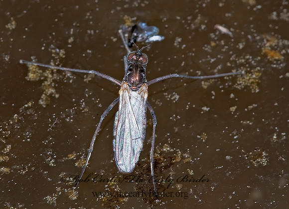 Hydrophorus  LONGLEGGED FLY 7010455z