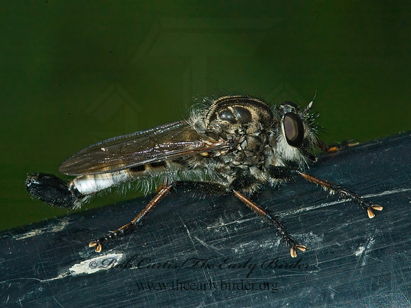 Efferia aestuans  ASILINAE ROBBER FLY 5012578z