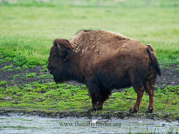 Bison bison  BISON 8028286z