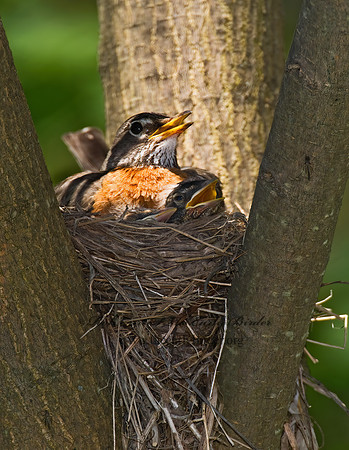 Turdus migratorius  AMERICAN ROBIN 6006178z