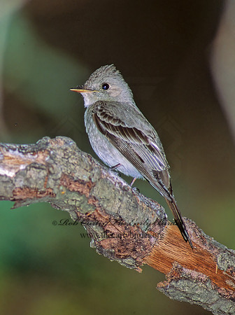Contopus sordidulus  WESTERN WOOD PEWEE 95415z