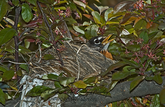 Turdus migratorius  AMERICAN ROBIN 5007304z