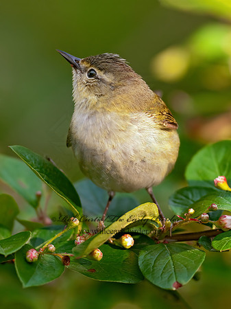 Leiothlypis peregrina  TENNESSEE WARBLER 3002440z