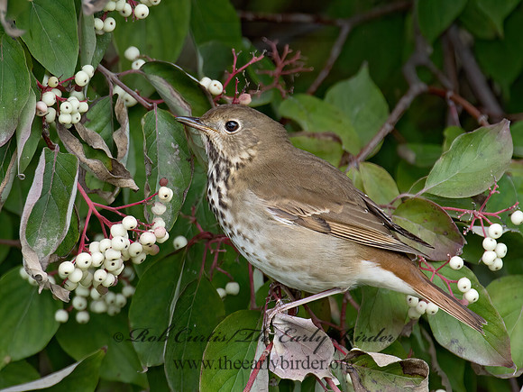 Catharus guttatus  HERMIT THRUSH 9015583z