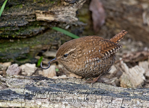 Troglodytes hiemalis  WINTER WREN 9028290z