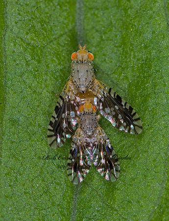 Euaresta bella FRUIT FLY 6013785z