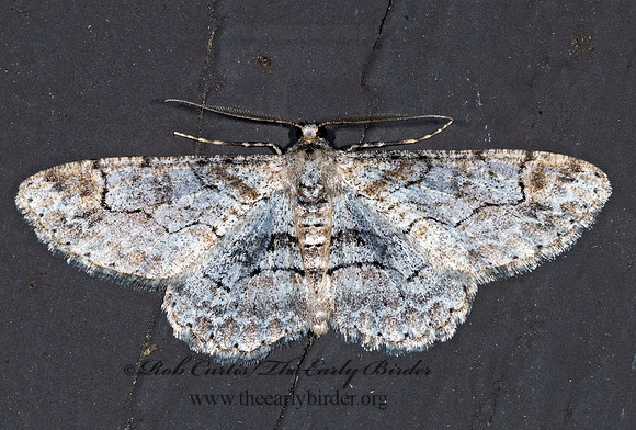 Iridopsis emasculatum BOARMIINI GEOMETRID MOTH 6027723z
