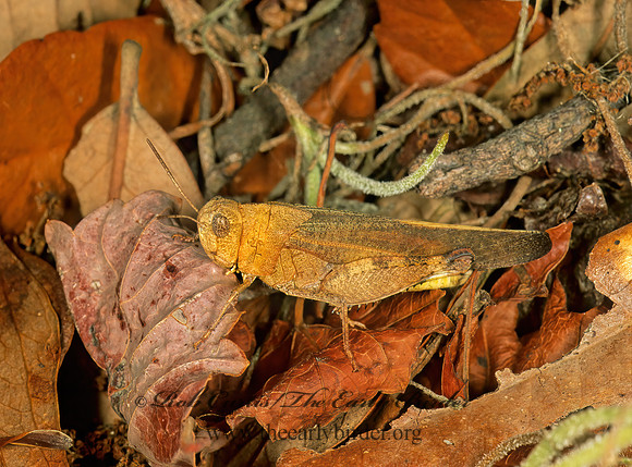 Arphia sulphurea SULPHUR-WINGED GRASSHOPPER 261802z
