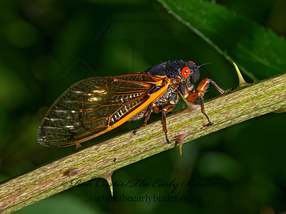 Magicicada septendecim 17-YEAR CICADA 9089743z