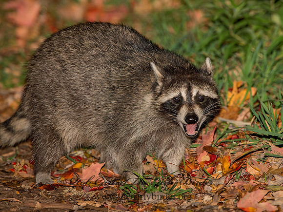 Procyon lotor  RACCOON 9025697 z
