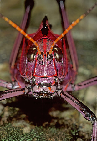 Taeniopoda eques HORSE LUBBER GRASSHOPPER  194029z