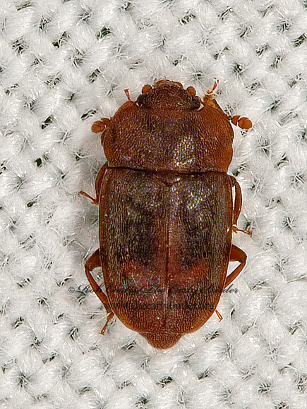 Epuraea rufa  SAP-FEEDING BEETLE 9066314z