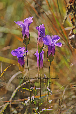 Gentiana crinita  FRINGED GENTIAN 34630z