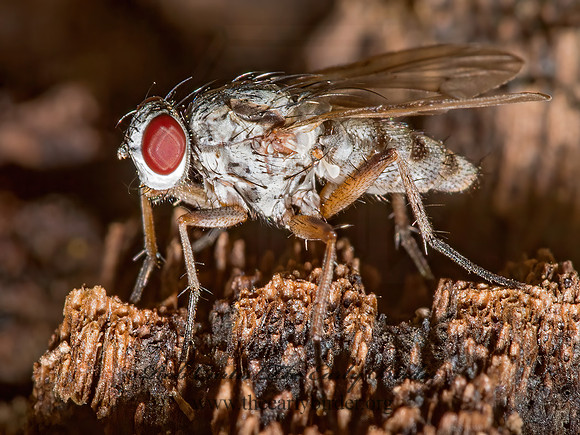 Allognota semivitta~  SOLDIER FLY~ 9014792z