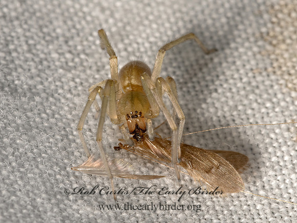 Cheiracanthium  LONGLEGGED SAC SPIDER 3041733z