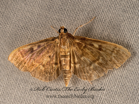 Herpetogramma aeglealis  SERPENTINE WEBWORM 9050199z