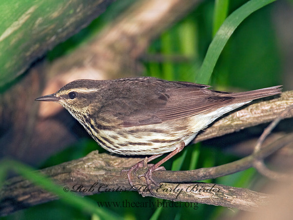 Parkesia noveboracensis  NORTHERN WATERTHRUSH 3002255z