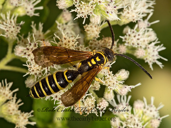 Myzinum quinquecinctum  5-BANDED THYNNID WASP 9050980z