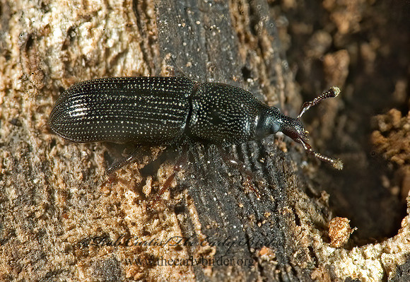 Cossonus impressifrons 5011156z