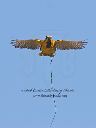 Icterus gularis  ALTAMIRA ORIOLE 7005502z