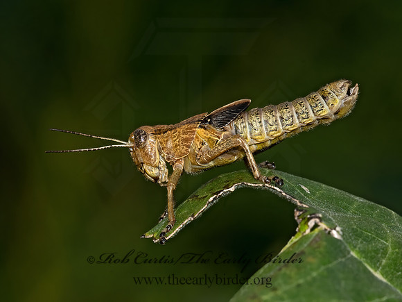 Melanoplus 1305536z