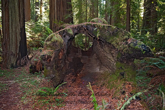 Avenue of the Giants 8019982z