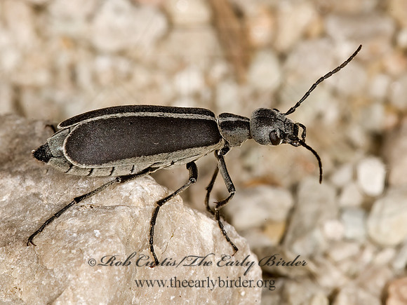 Epicauta funebris 8015894z