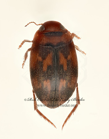 Neoporus  PREDACEOUS DIVING BEETLE 9020441z