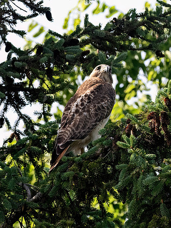 Buteo jamaicensis  RED-TAILED HAWK 3042407z