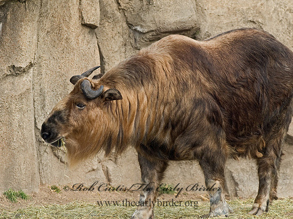Budorcas taxicolor tibetana  SICHUAN TAKIN 6018768z