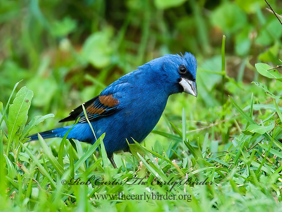 Guiraca caerulea  BLUE GROSBEAK 7002303z