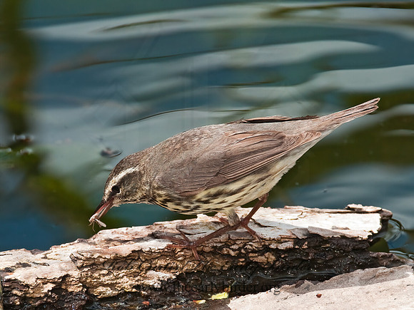Parkesia noveboracensis  NORTHERN WATERTHRUSH 3007437z