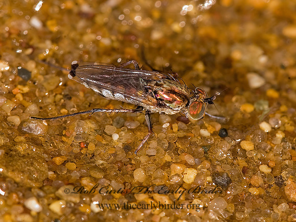 Tachytrechus vorax  LONGLEGGED FLY ~ 8017675z