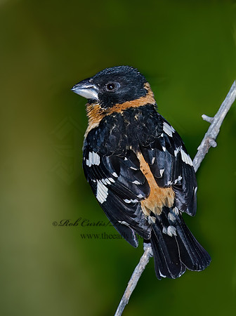 Pheucticus melanocephalus  BLACK HEADED GROSBEAK 7007408z